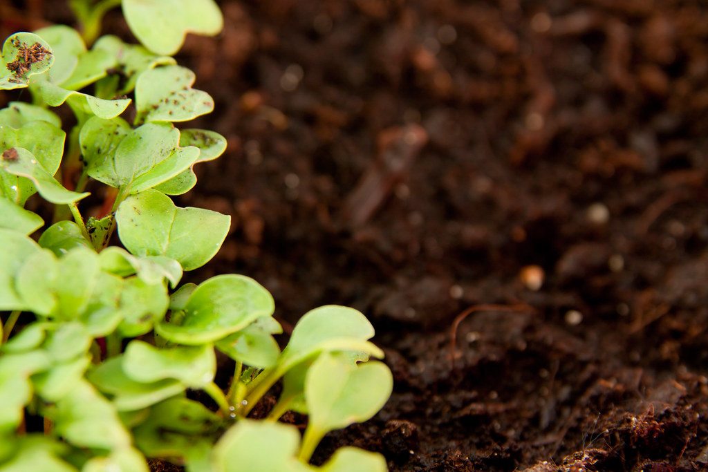 Young radish seedlings growing in soil