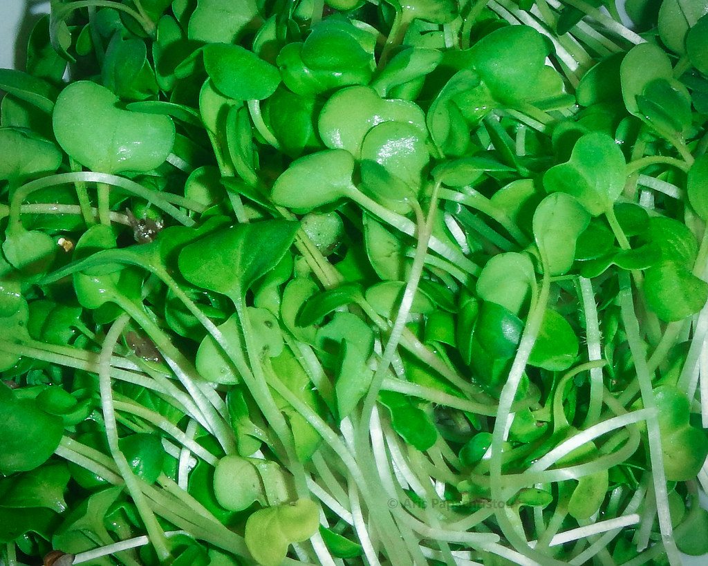 Dense radish microgreens with slender pale stems