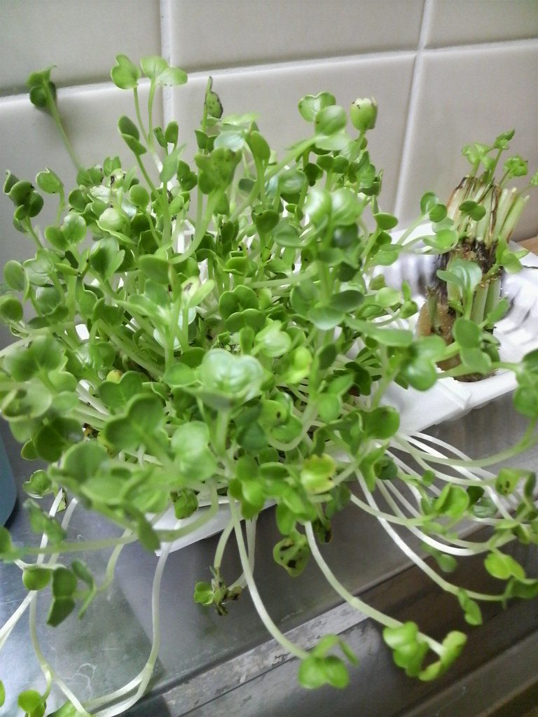 Fresh daikon radish sprouts with green leaves