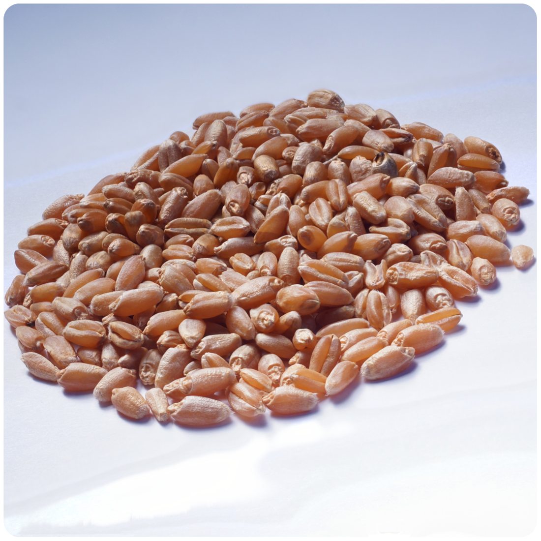 Whole wheat seeds shown close up