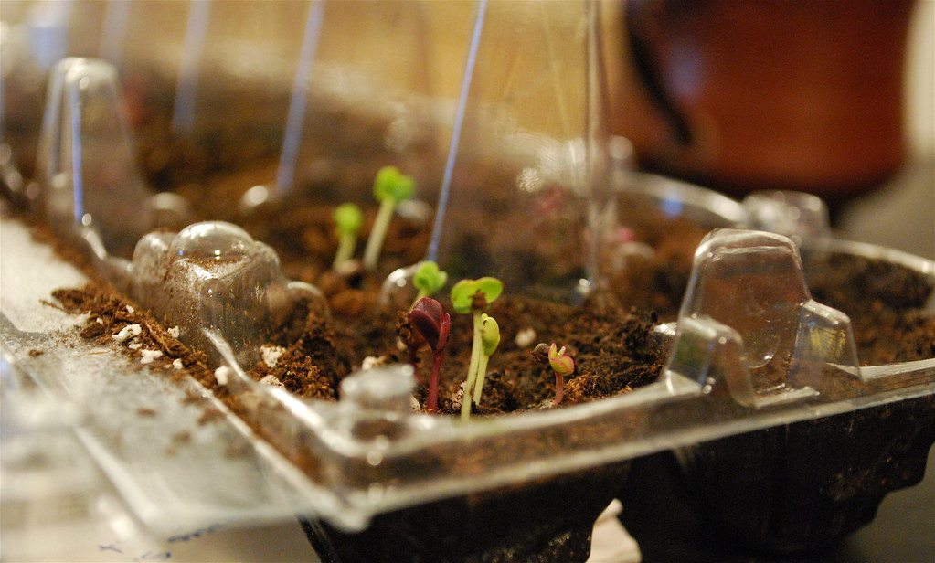 Newly emerging seedlings in a densely seeded tray